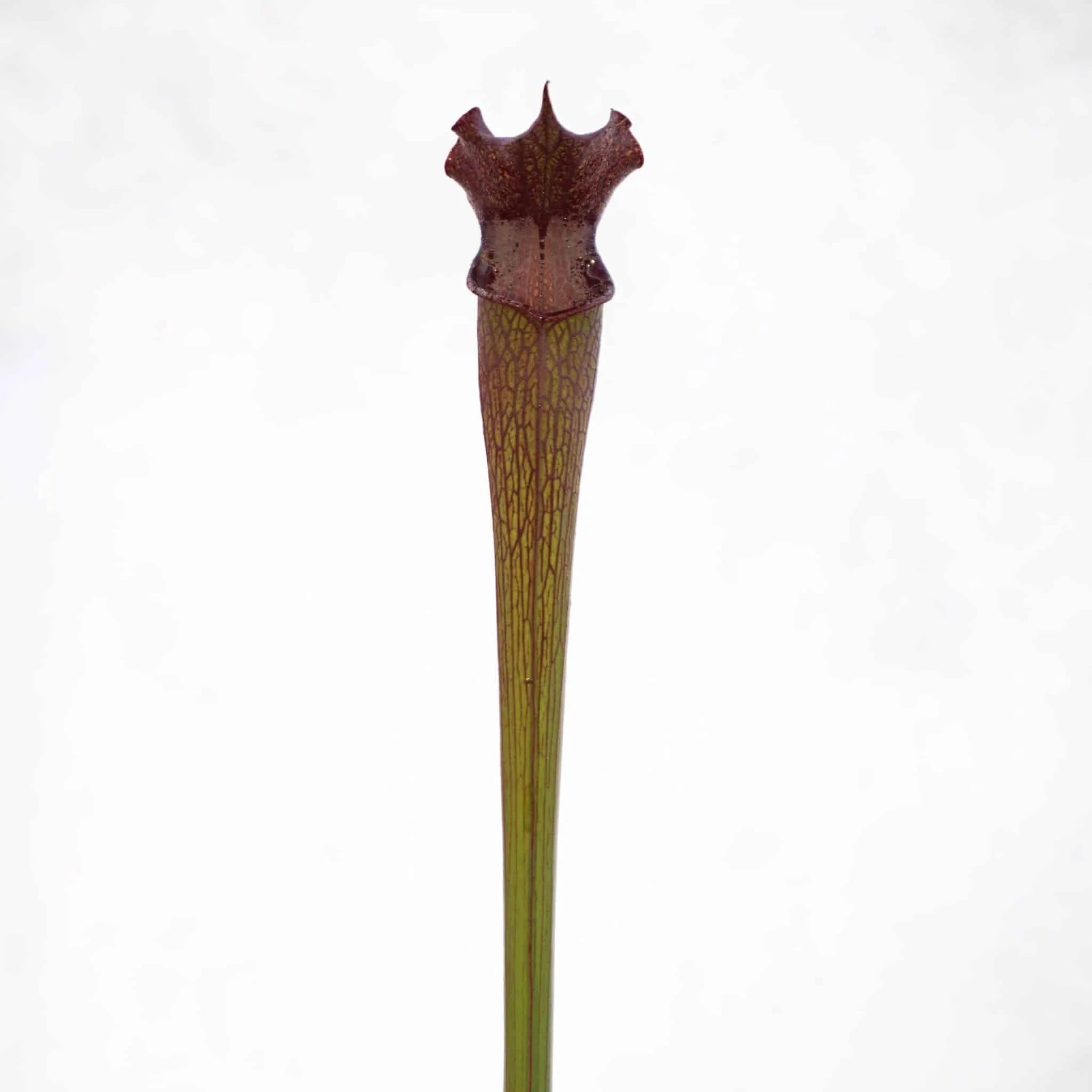 Sarracenia rubra ssp. gulfensis „Very Dark Red Pitchers“ 大森食虫植物農園