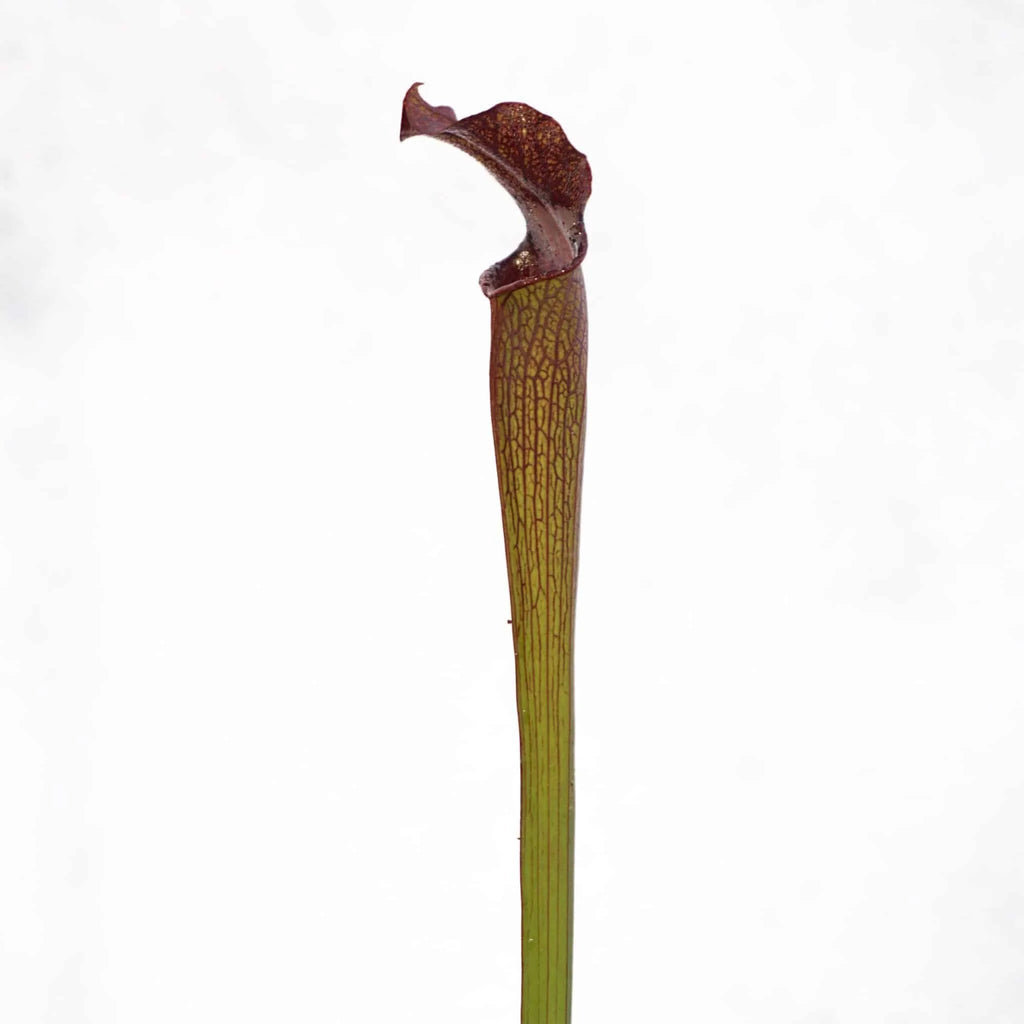 Sarracenia rubra ssp. gulfensis „Very Dark Red Pitchers“ 大森食虫植物農園
