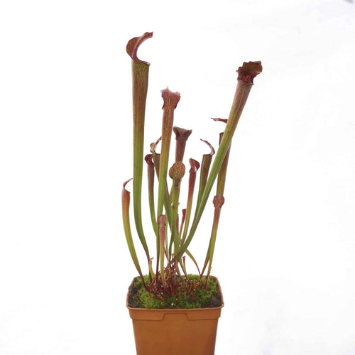 Sarracenia rubra ssp. gulfensis „Wavy Lid Giant Form“, iP R 27 大森食虫植物農園