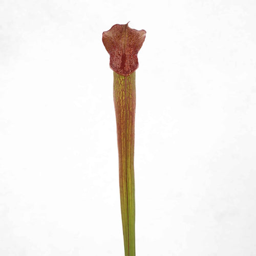 Sarracenia rubra ssp. gulfensis „Wavy Lid Giant Form“, iP R 27 大森食虫植物農園