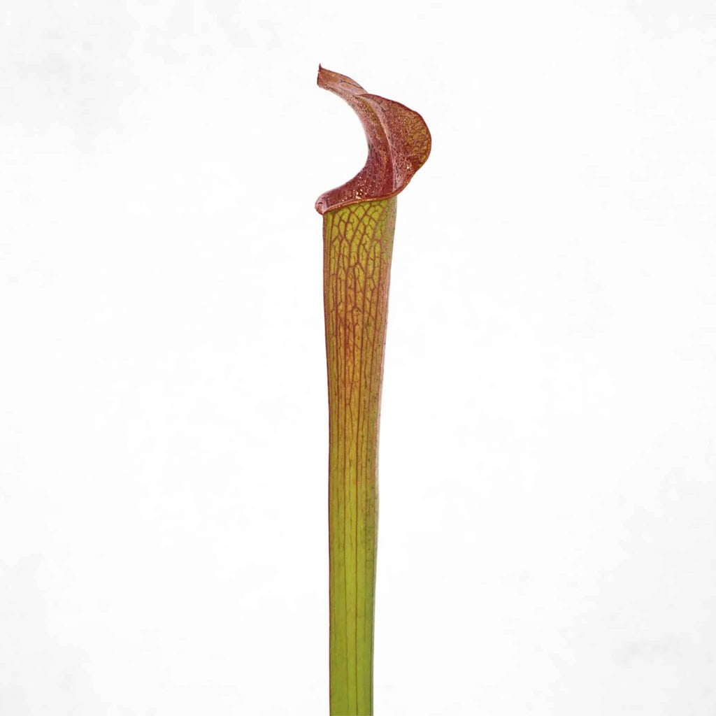 Sarracenia rubra ssp. gulfensis „Wavy Lid Giant Form“, iP R 27 大森食虫植物農園