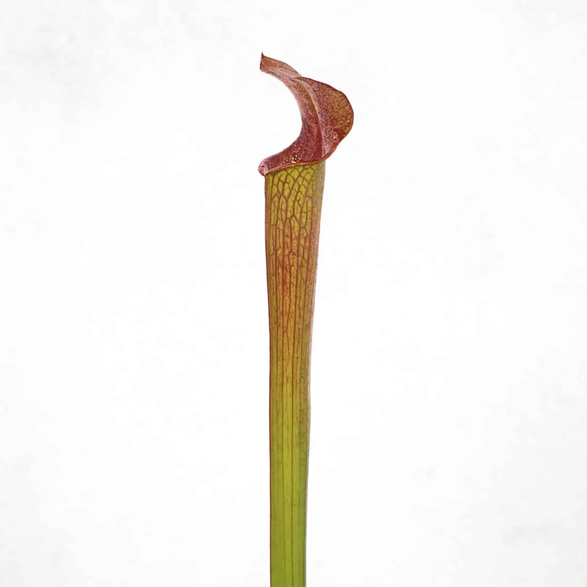 Sarracenia rubra ssp. gulfensis „Wavy Lid Giant Form“, iP R 27 大森食虫植物農園