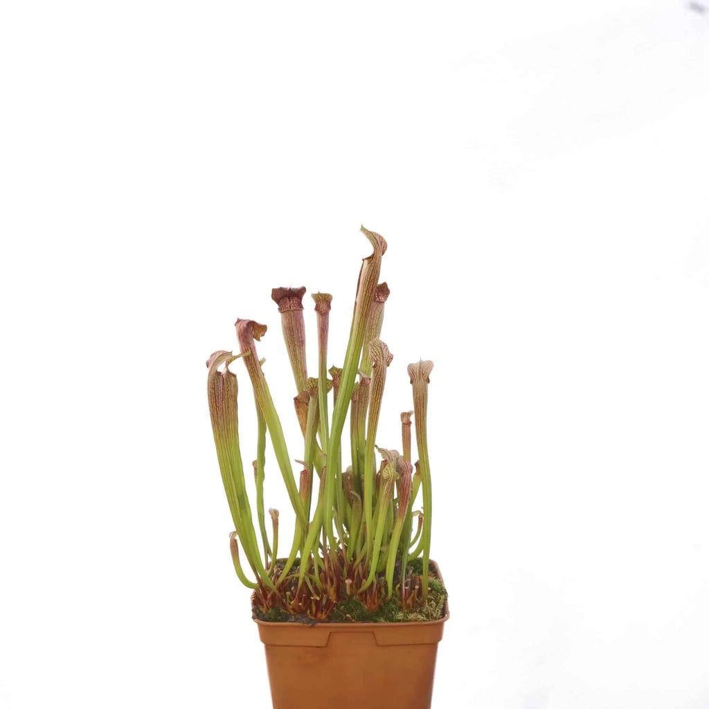 Sarracenia rubra ssp. gulfensis, Yellow River, MK RG 5 大森食虫植物農園