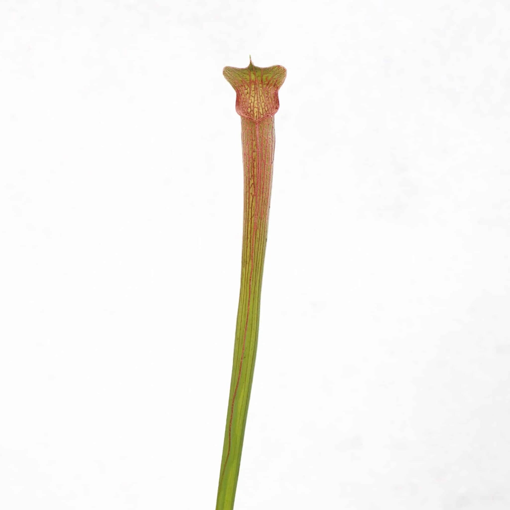 Sarracenia rubra ssp. gulfensis, Yellow River, MK RG 5 大森食虫植物農園
