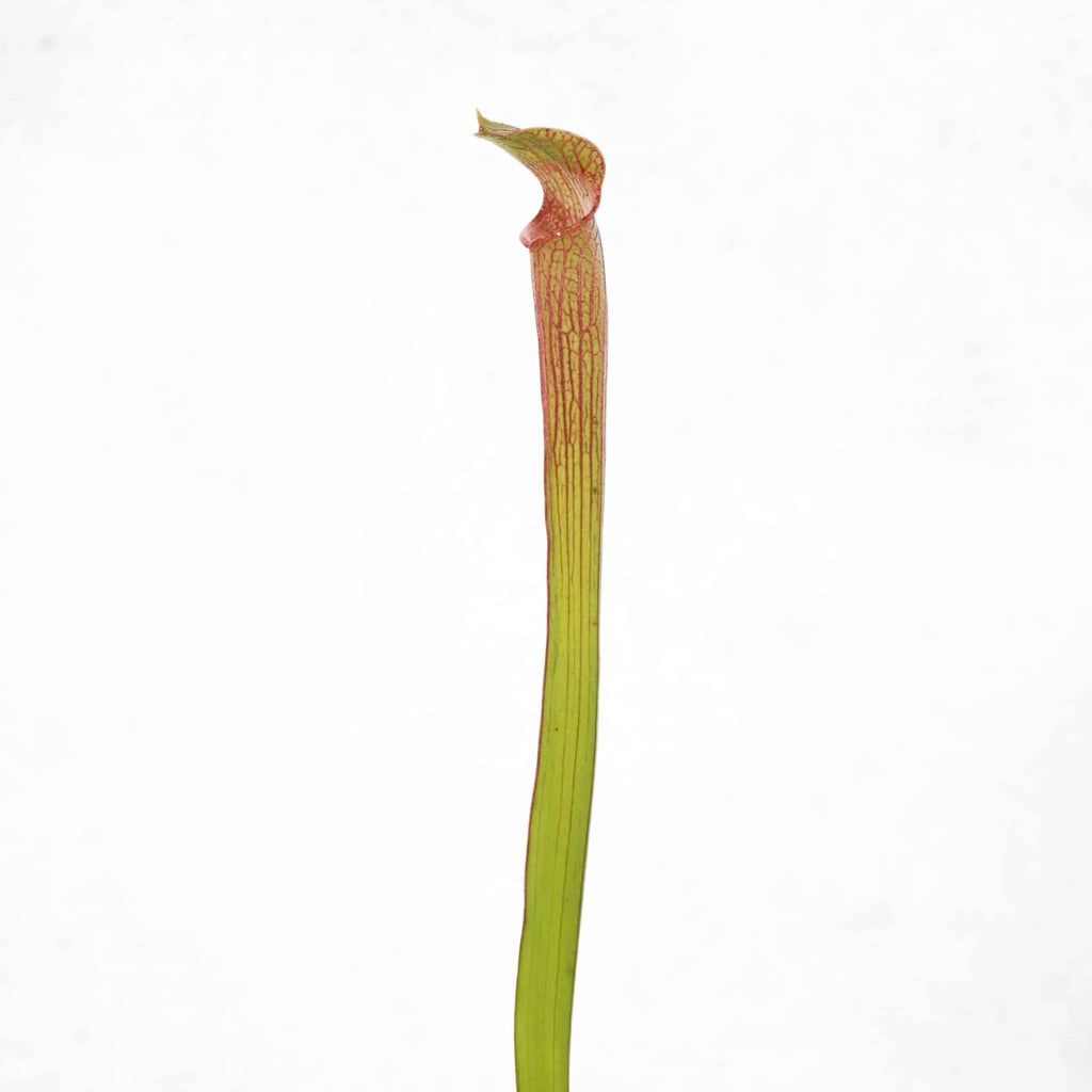 Sarracenia rubra ssp. gulfensis, Yellow River, MK RG 5 大森食虫植物農園