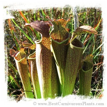 Sarracenia rubra ssp. gulfensis {mix of different forms} [BCP ID# S267] (20粒の種子) 大森食虫植物農園