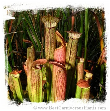 Sarracenia rubra ssp. gulfensis {mix of different forms} [BCP ID# S267] (20粒の種子) 大森食虫植物農園