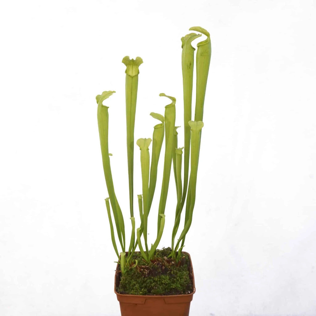 Sarracenia rubra ssp. gulfensis f. luteoviridis (heterophylla) 大森食虫植物農園