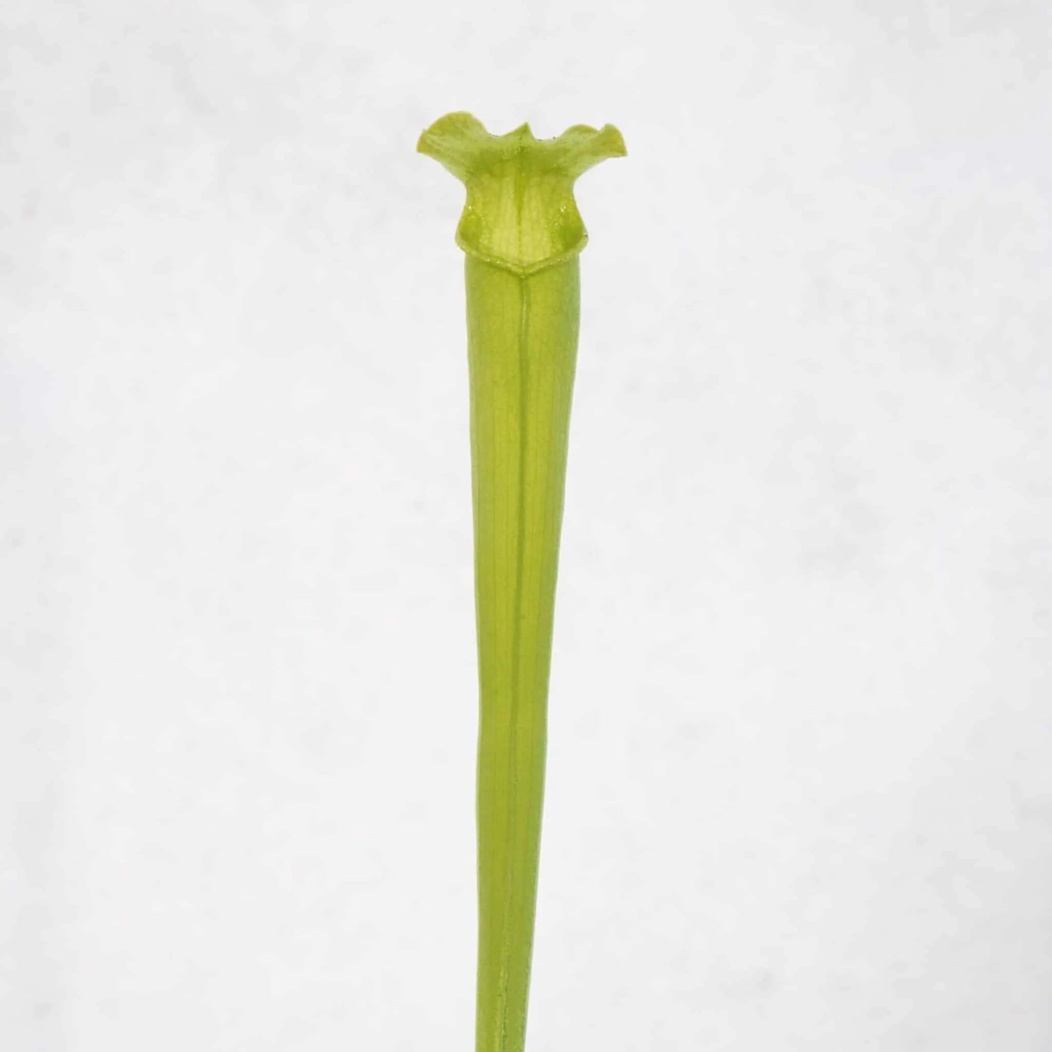 Sarracenia rubra ssp. gulfensis f. luteoviridis (heterophylla) 大森食虫植物農園
