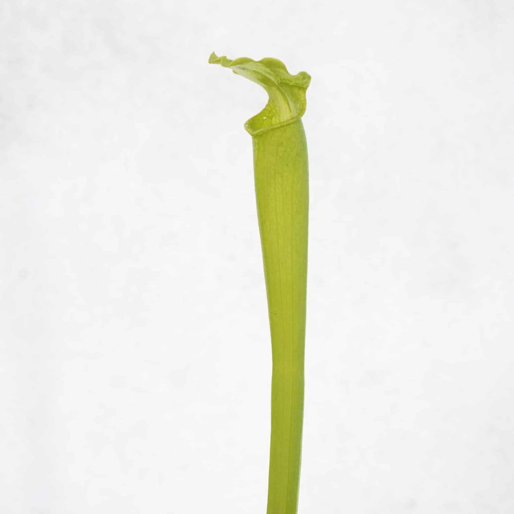 Sarracenia rubra ssp. gulfensis f. luteoviridis (heterophylla) 大森食虫植物農園