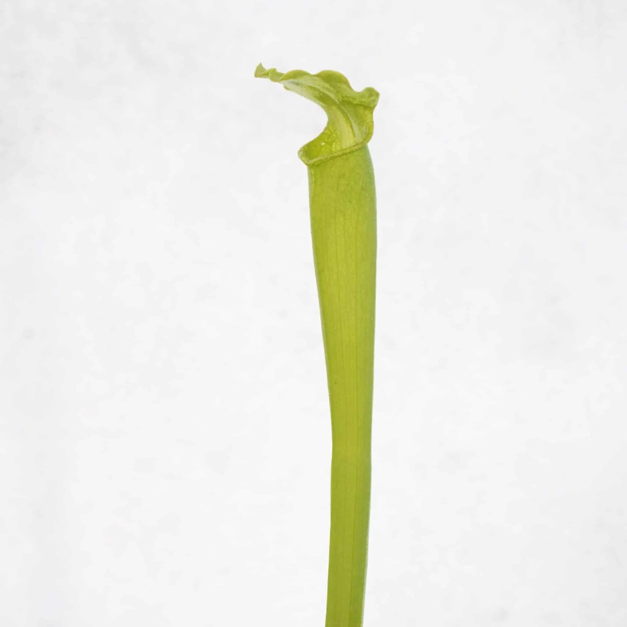 Sarracenia rubra ssp. gulfensis f. luteoviridis (heterophylla) 大森食虫植物農園