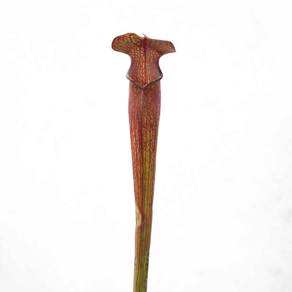 Sarracenia rubra ssp. ionesii, 25-30 cm 大森食虫植物農園