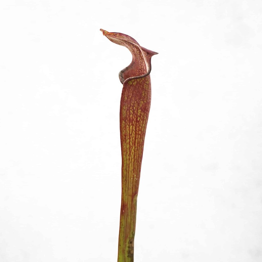 Sarracenia rubra ssp. ionesii, 25-30 cm 大森食虫植物農園