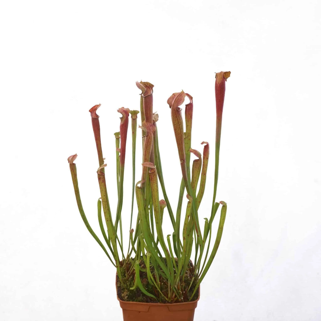 Sarracenia rubra ssp. ionesii, Caesar’s head 大森食虫植物農園