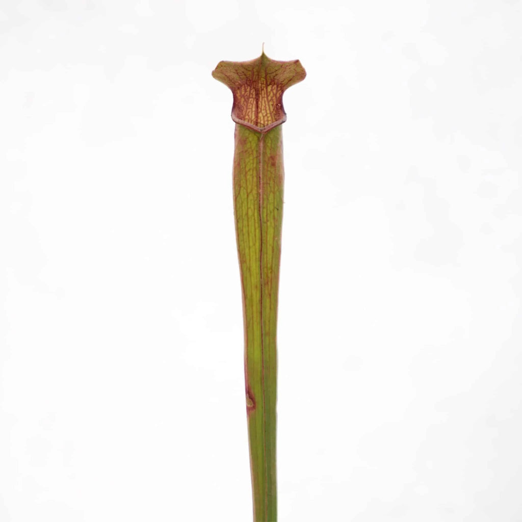 Sarracenia rubra ssp. ionesii, Caesar’s head 大森食虫植物農園