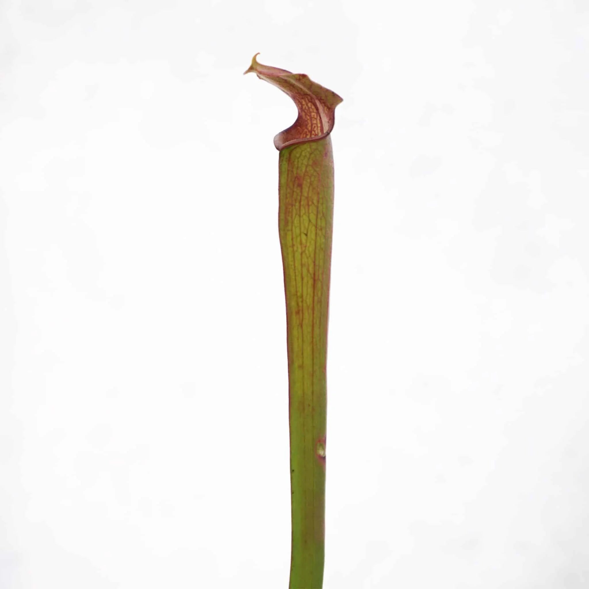 Sarracenia rubra ssp. ionesii, Caesar’s head 大森食虫植物農園
