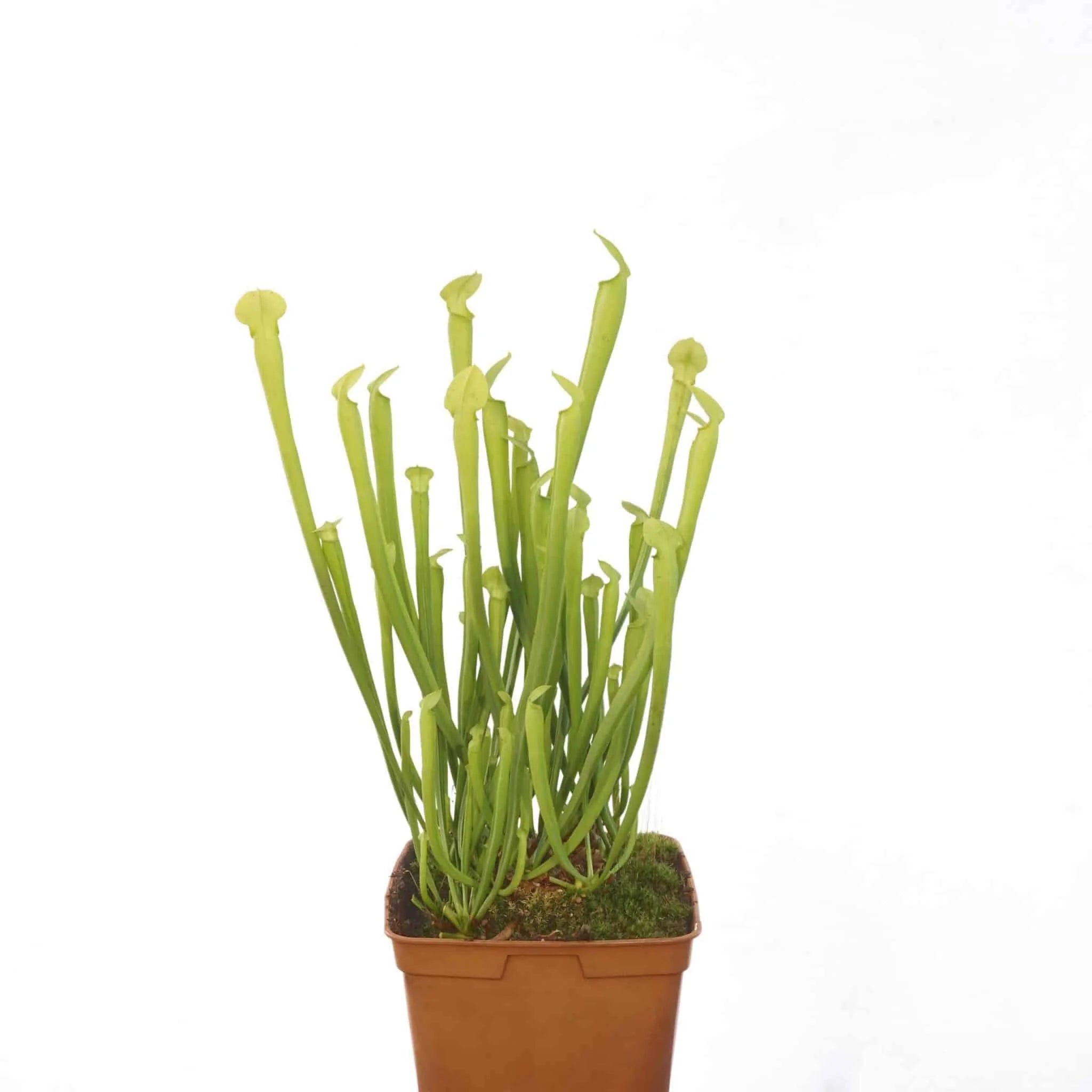 Sarracenia rubra ssp. ionesii f. viridescens (heterophylla) 大森食虫植物農園