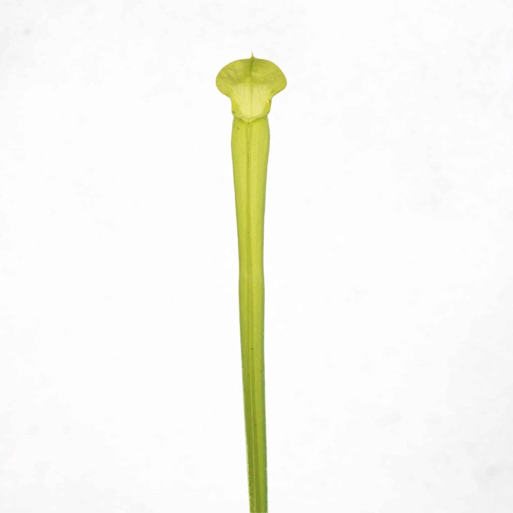 Sarracenia rubra ssp. ionesii f. viridescens (heterophylla) 大森食虫植物農園