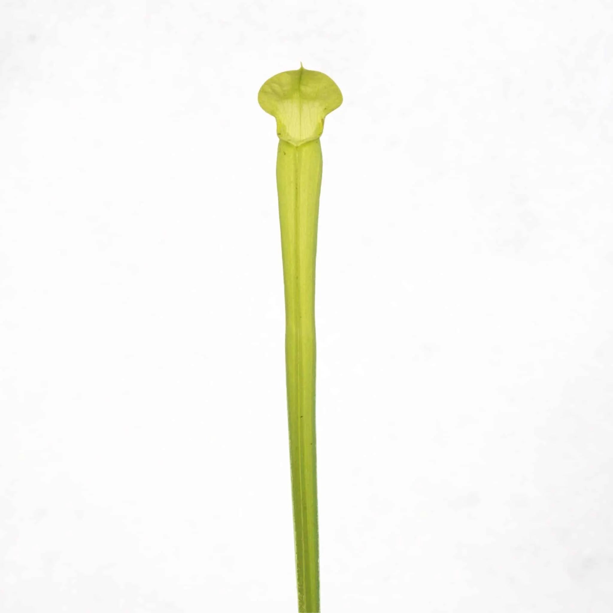 Sarracenia rubra ssp. ionesii f. viridescens (heterophylla) 大森食虫植物農園