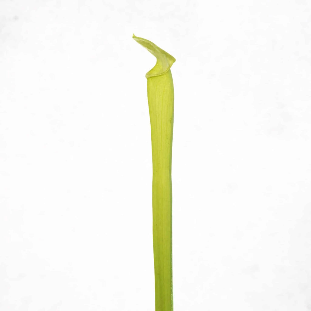 Sarracenia rubra ssp. ionesii f. viridescens (heterophylla) 大森食虫植物農園