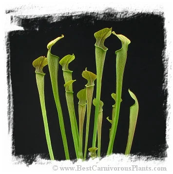 Sarracenia rubra ssp. jonesii {mix of forms} [BCP ID# S272] (25粒の種子) 大森食虫植物農園