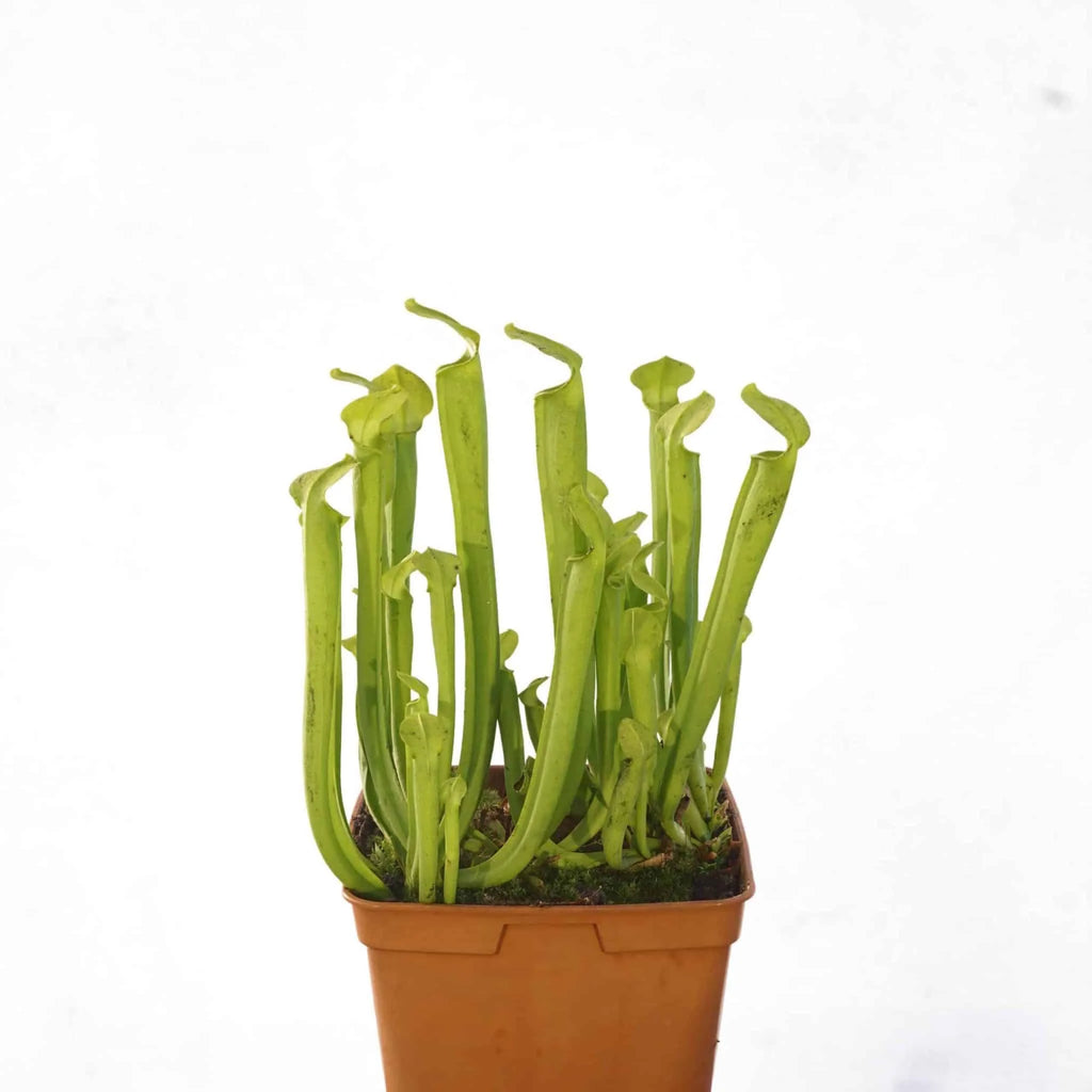 Sarracenia rubra ssp. rubra „All Green“, 20 cm, White Water Creek 大森食虫植物農園
