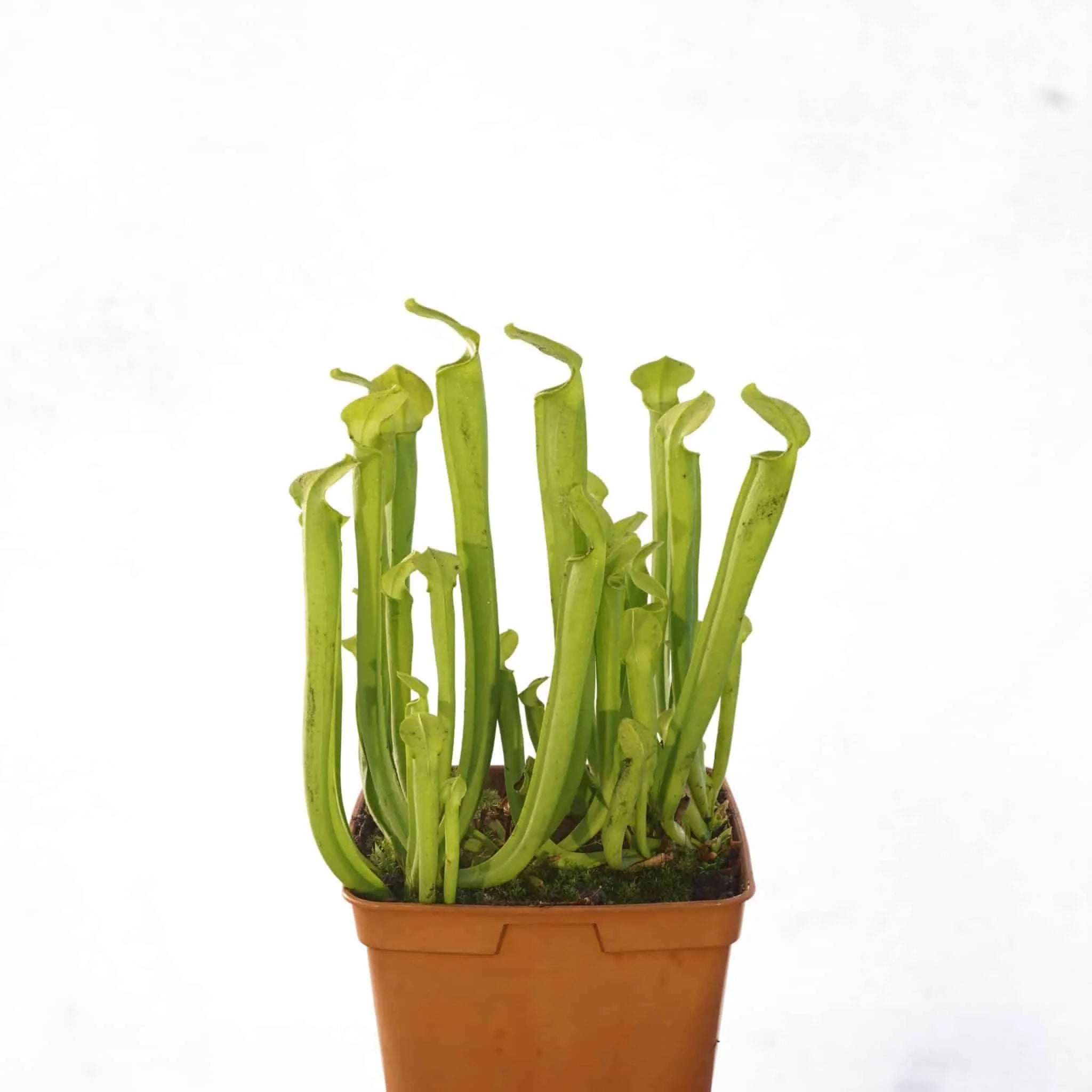 Sarracenia rubra ssp. rubra „All Green“, 20 cm, White Water Creek 大森食虫植物農園