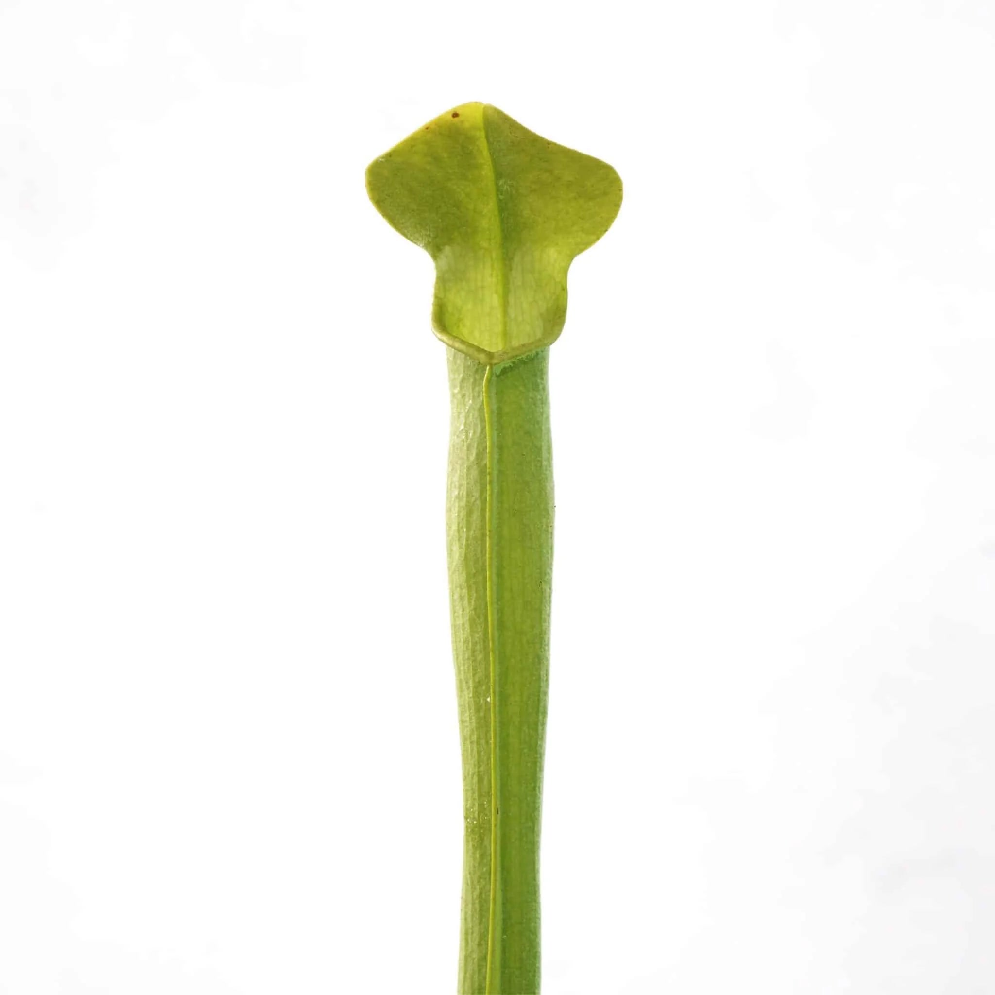 Sarracenia rubra ssp. rubra „All Green“, 20 cm, White Water Creek 大森食虫植物農園