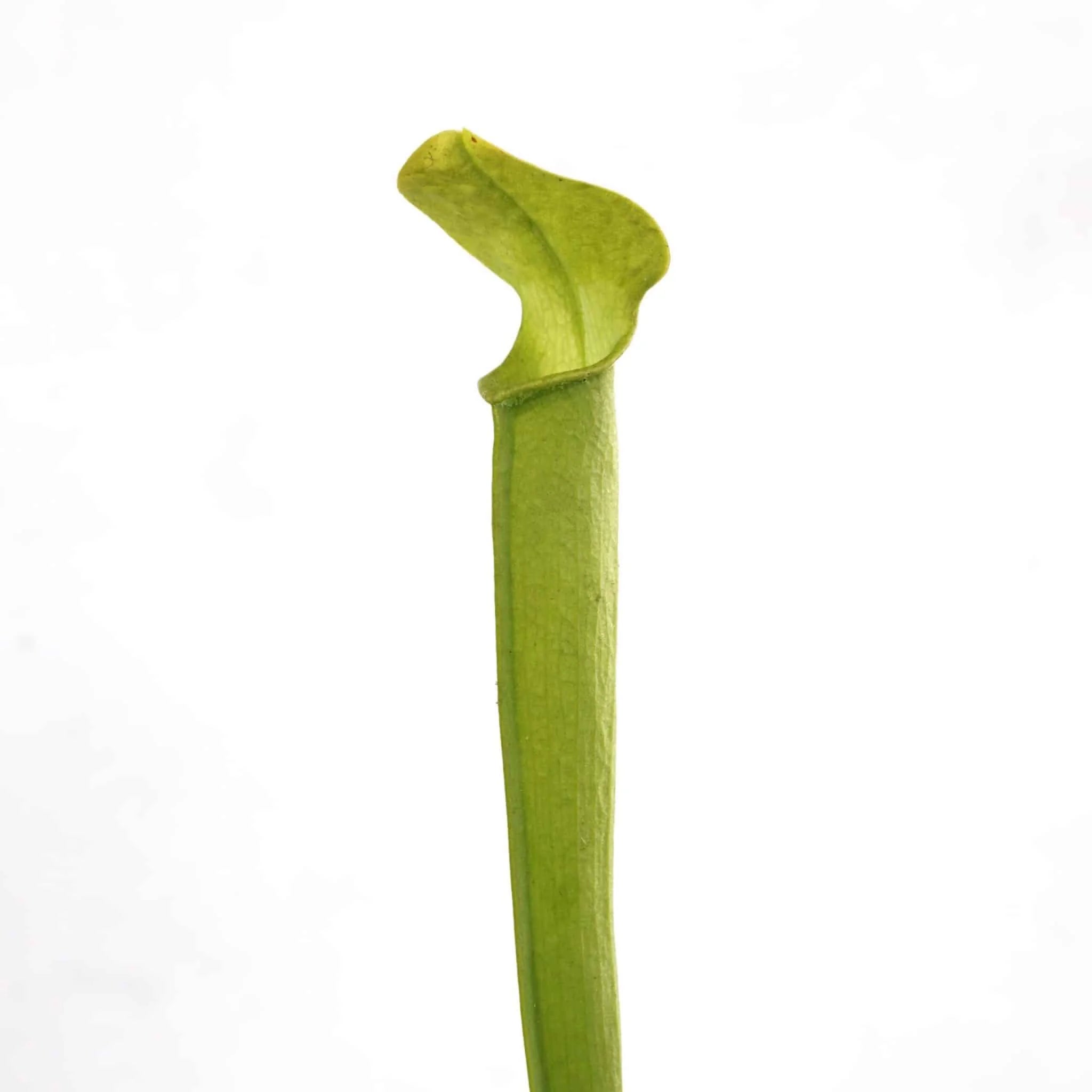 Sarracenia rubra ssp. rubra „All Green“, 20 cm, White Water Creek 大森食虫植物農園