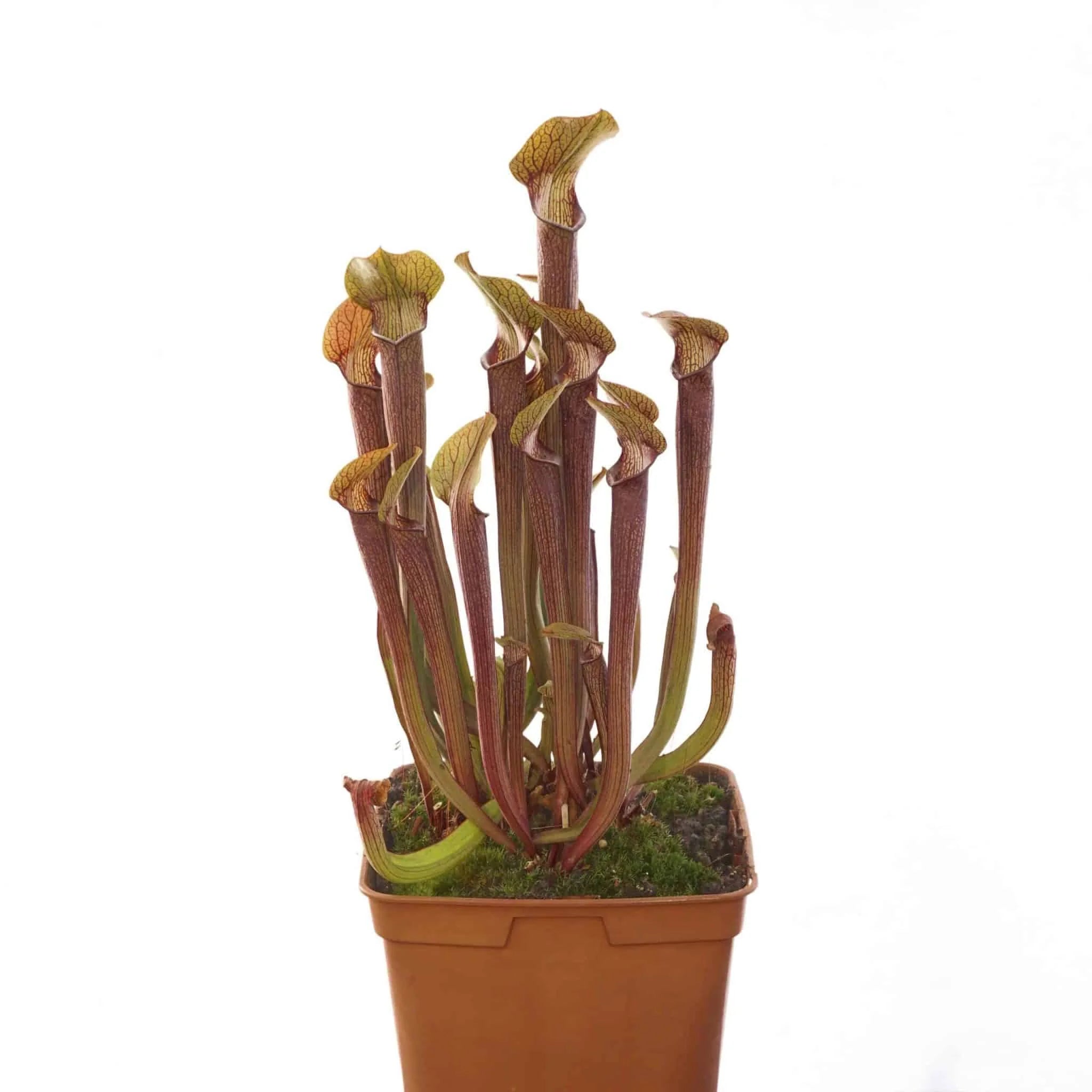 Sarracenia rubra ssp. rubra „Ancestral Form“, Crawford Co., PW RR 01″ 大森食虫植物農園