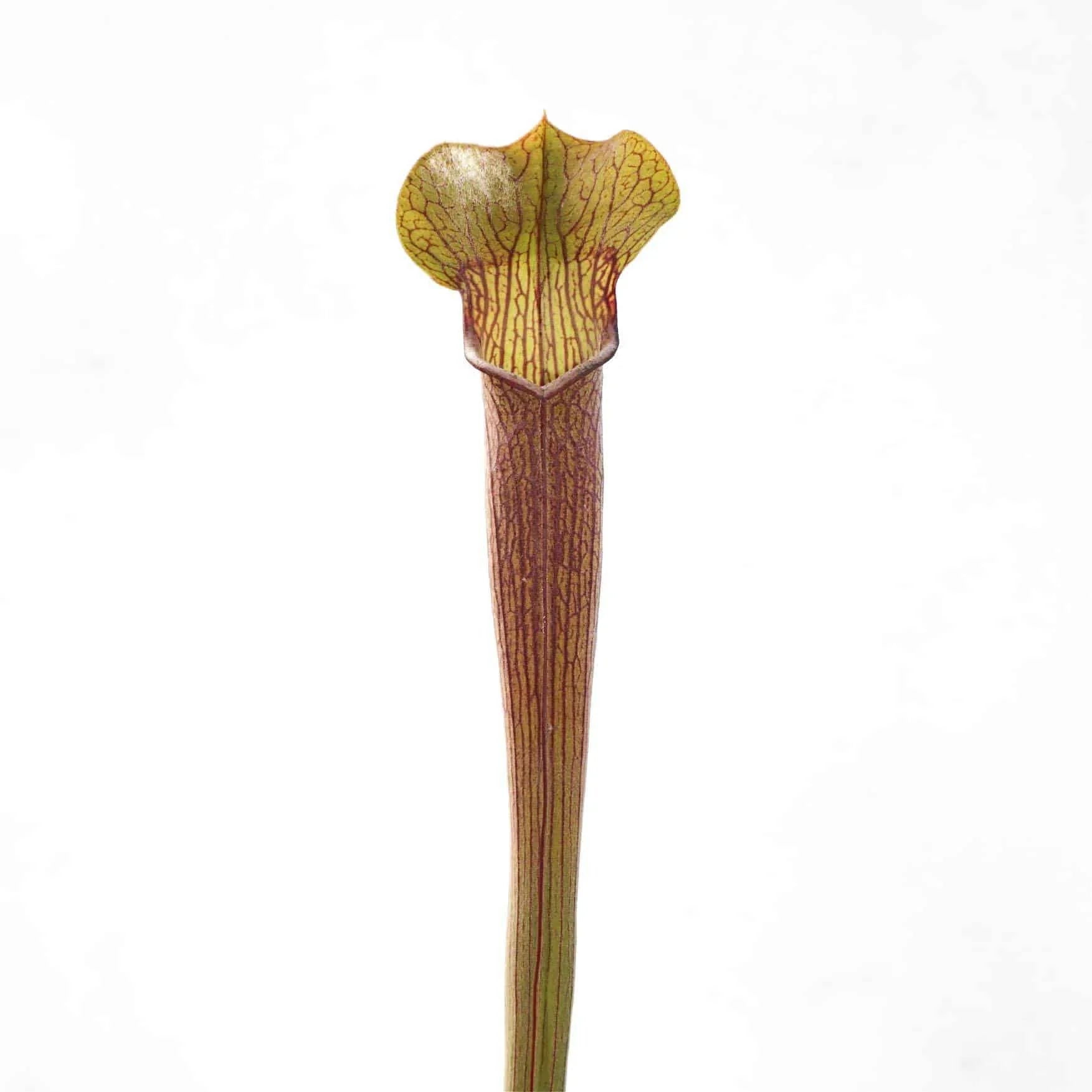 Sarracenia rubra ssp. rubra „Ancestral Form“, Crawford Co., PW RR 01″ 大森食虫植物農園