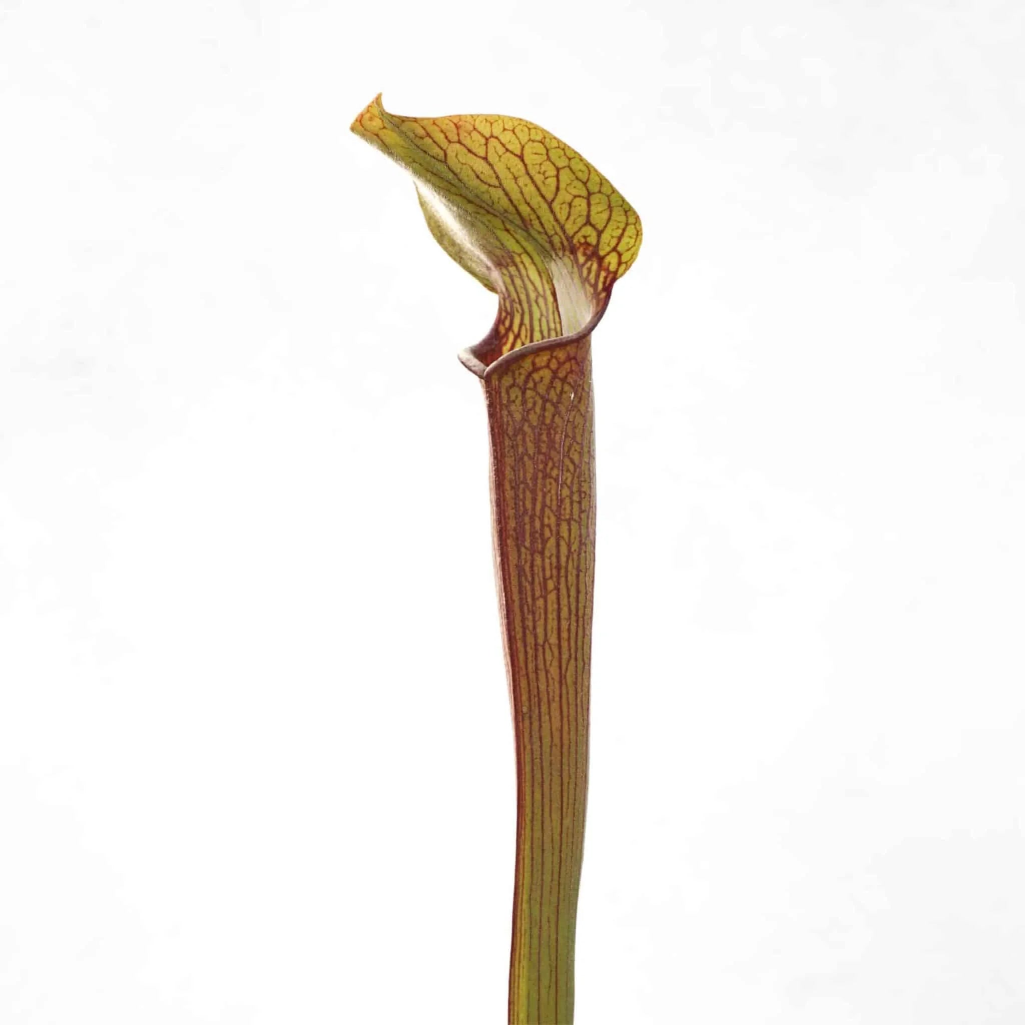Sarracenia rubra ssp. rubra „Ancestral Form“, Crawford Co., PW RR 01″ 大森食虫植物農園