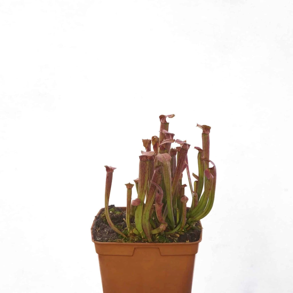 Sarracenia rubra ssp. rubra, Ash Co. 大森食虫植物農園
