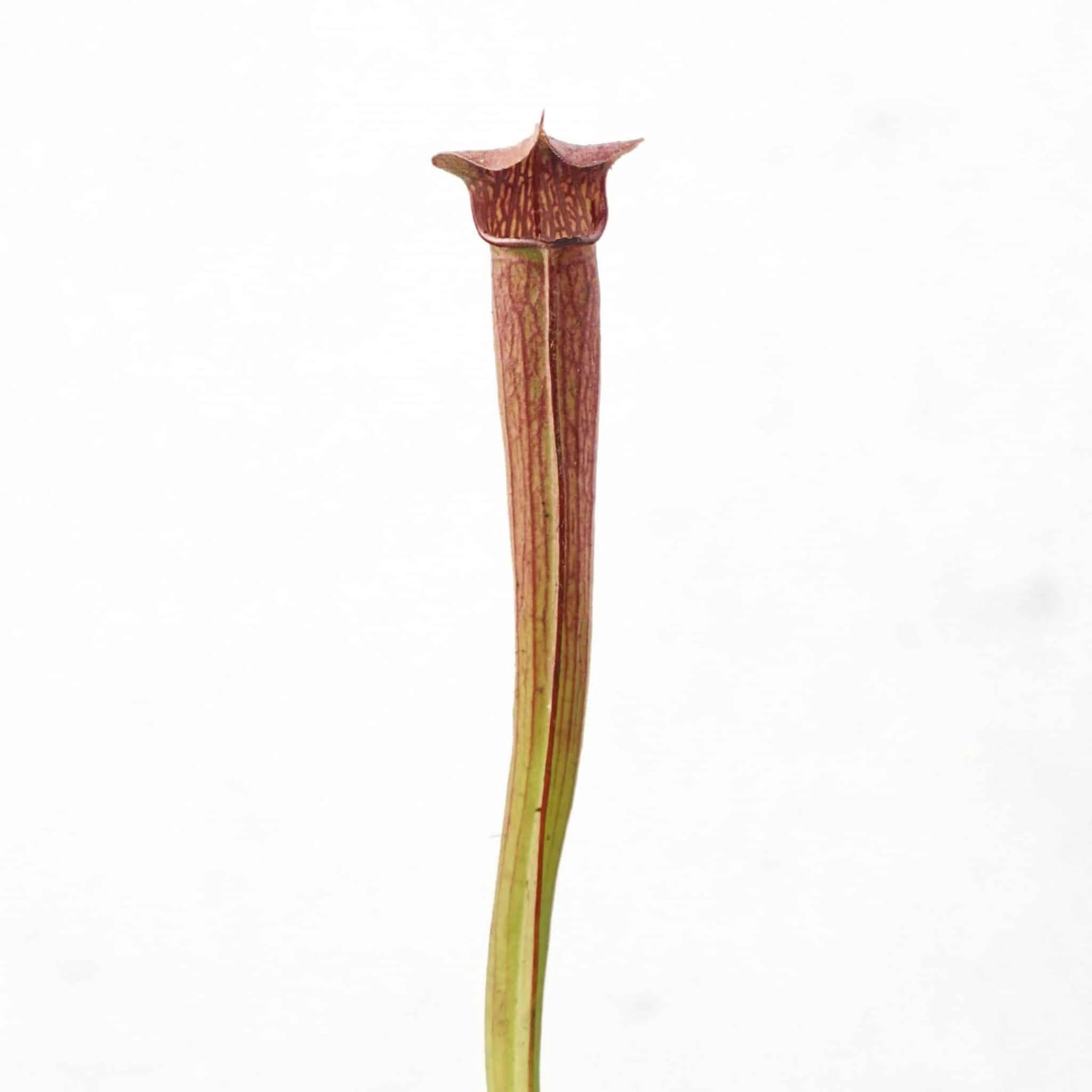 Sarracenia rubra ssp. rubra, Ash Co. 大森食虫植物農園