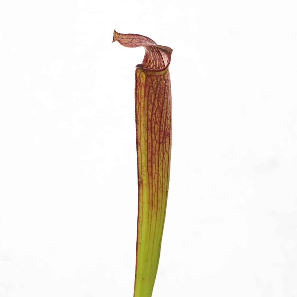 Sarracenia rubra ssp. rubra, Ash Co. 大森食虫植物農園