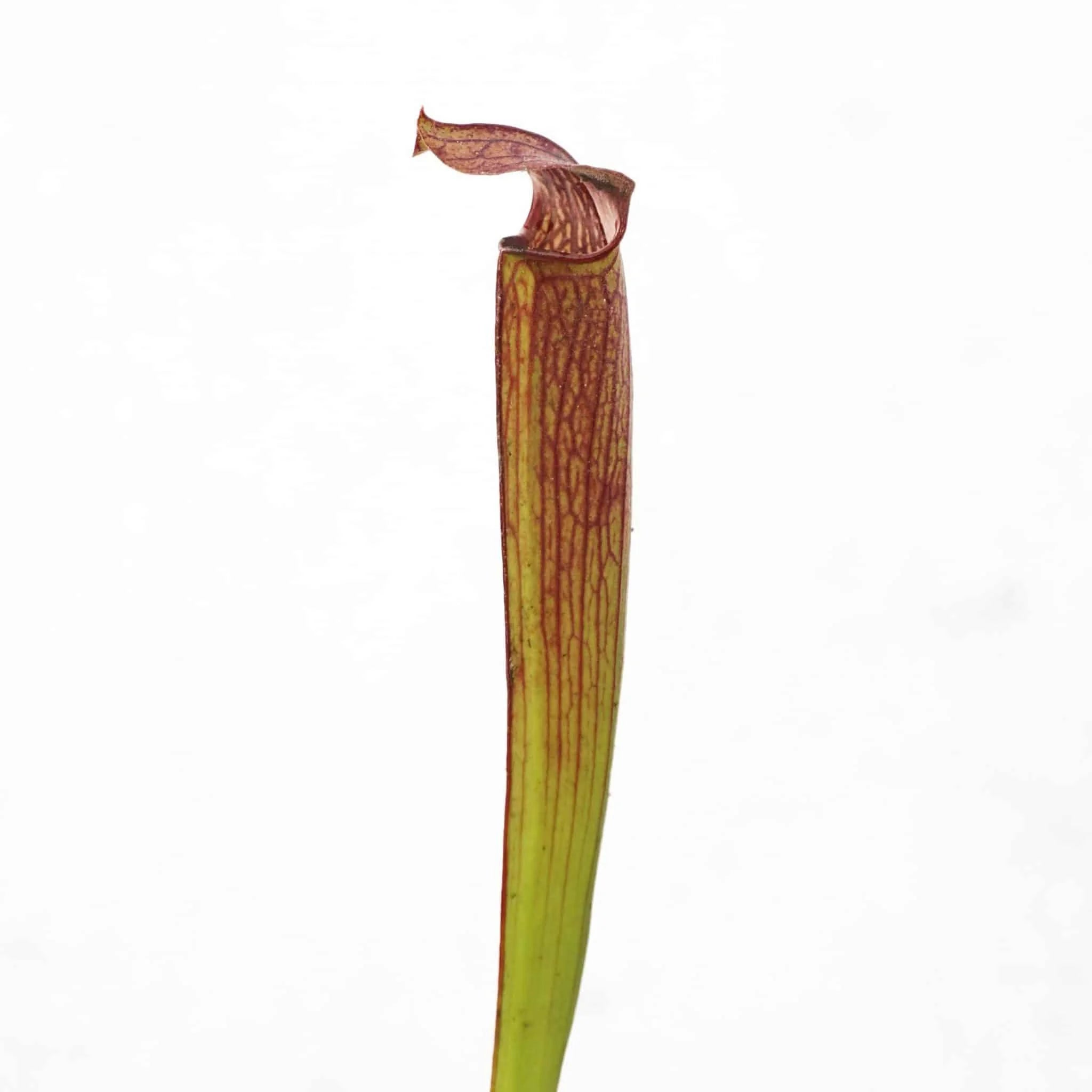 Sarracenia rubra ssp. rubra, Ash Co. 大森食虫植物農園
