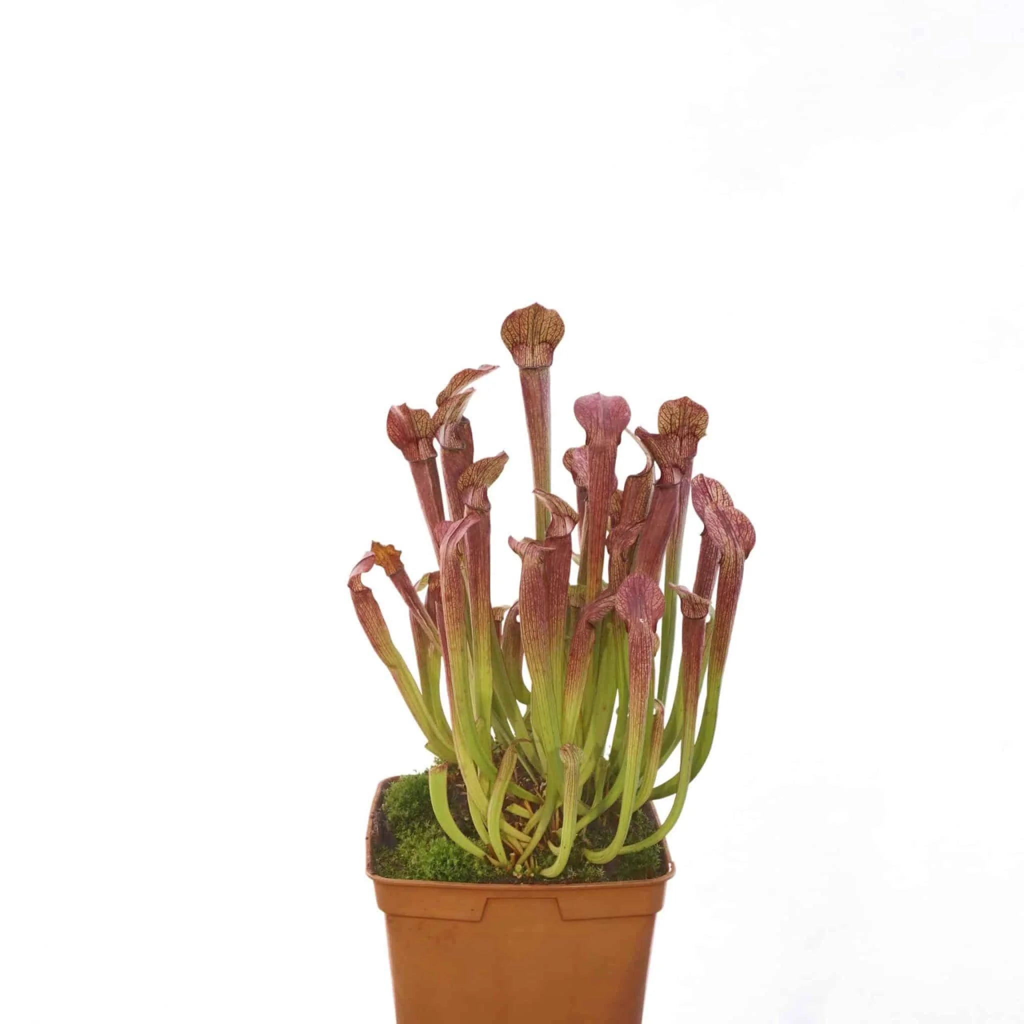 Sarracenia rubra ssp. rubra „Long Lidded Form“, MK RR 4 大森食虫植物農園