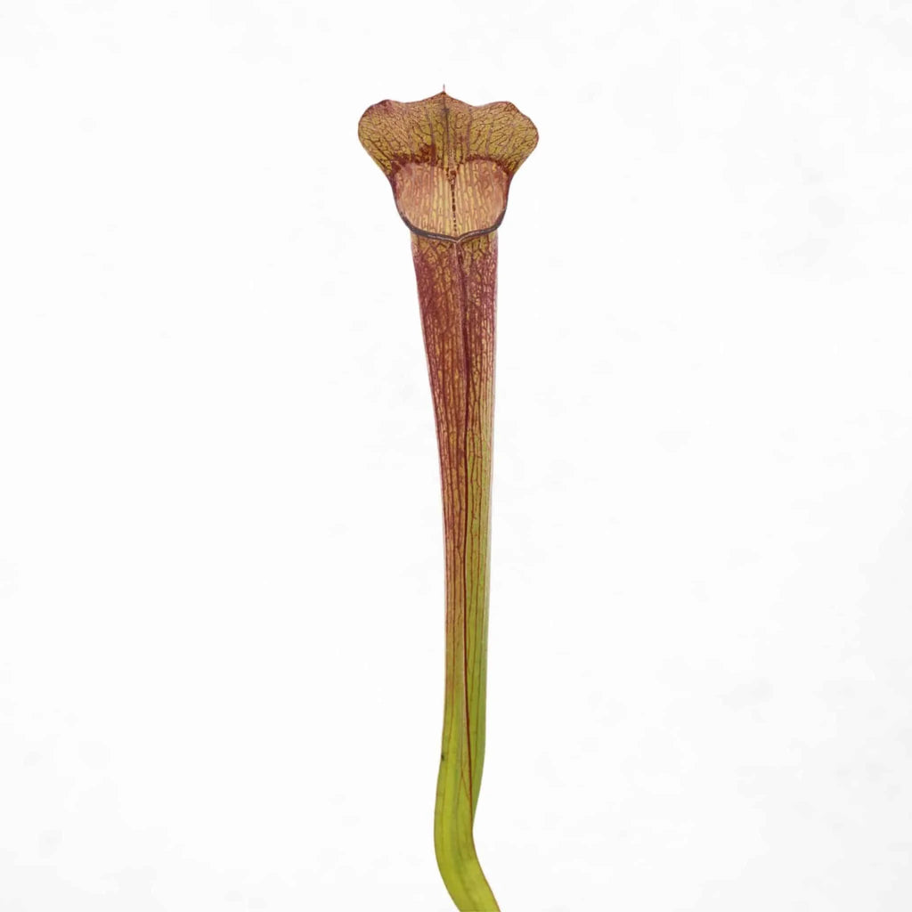 Sarracenia rubra ssp. rubra „Long Lidded Form“, MK RR 4 大森食虫植物農園