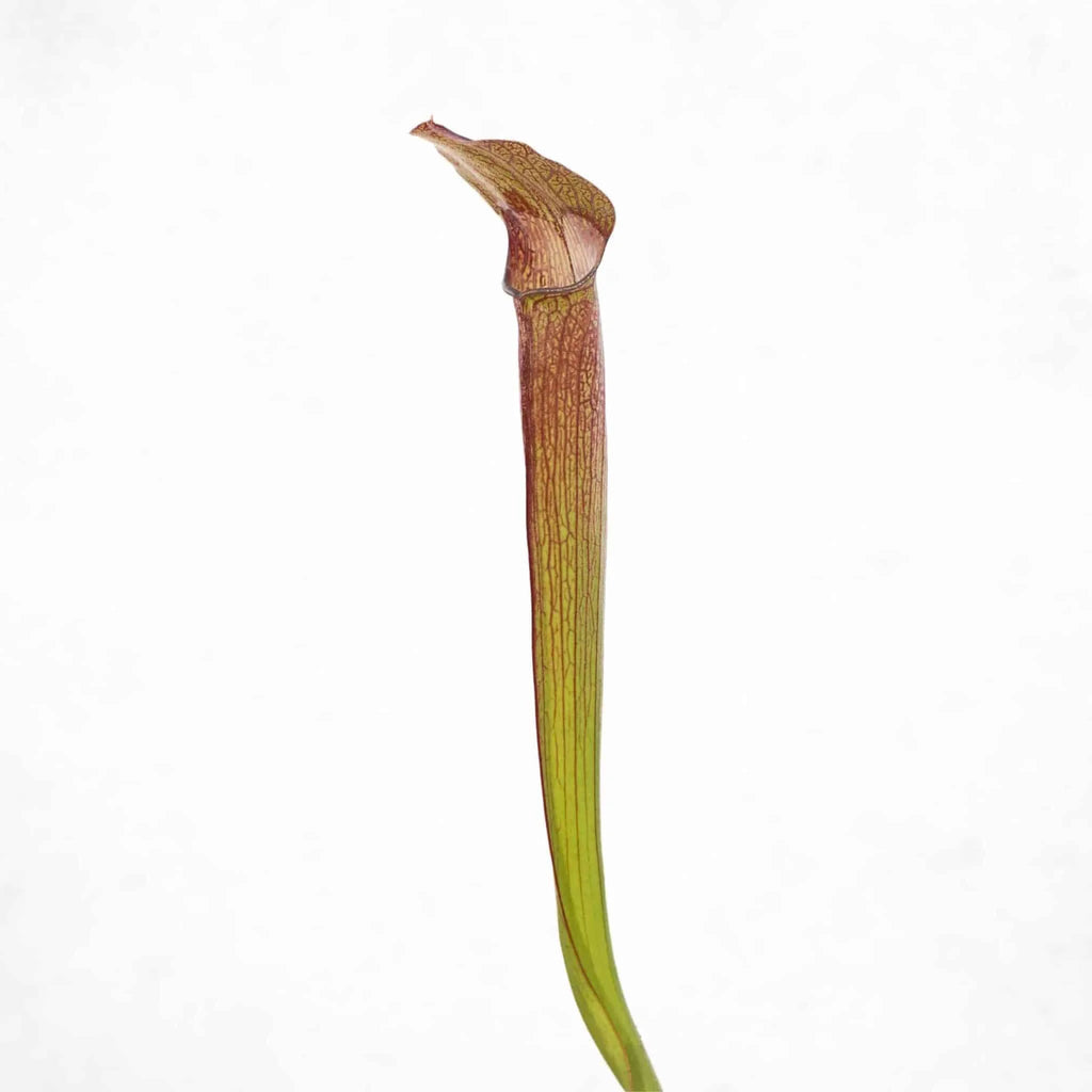 Sarracenia rubra ssp. rubra „Long Lidded Form“, MK RR 4 大森食虫植物農園