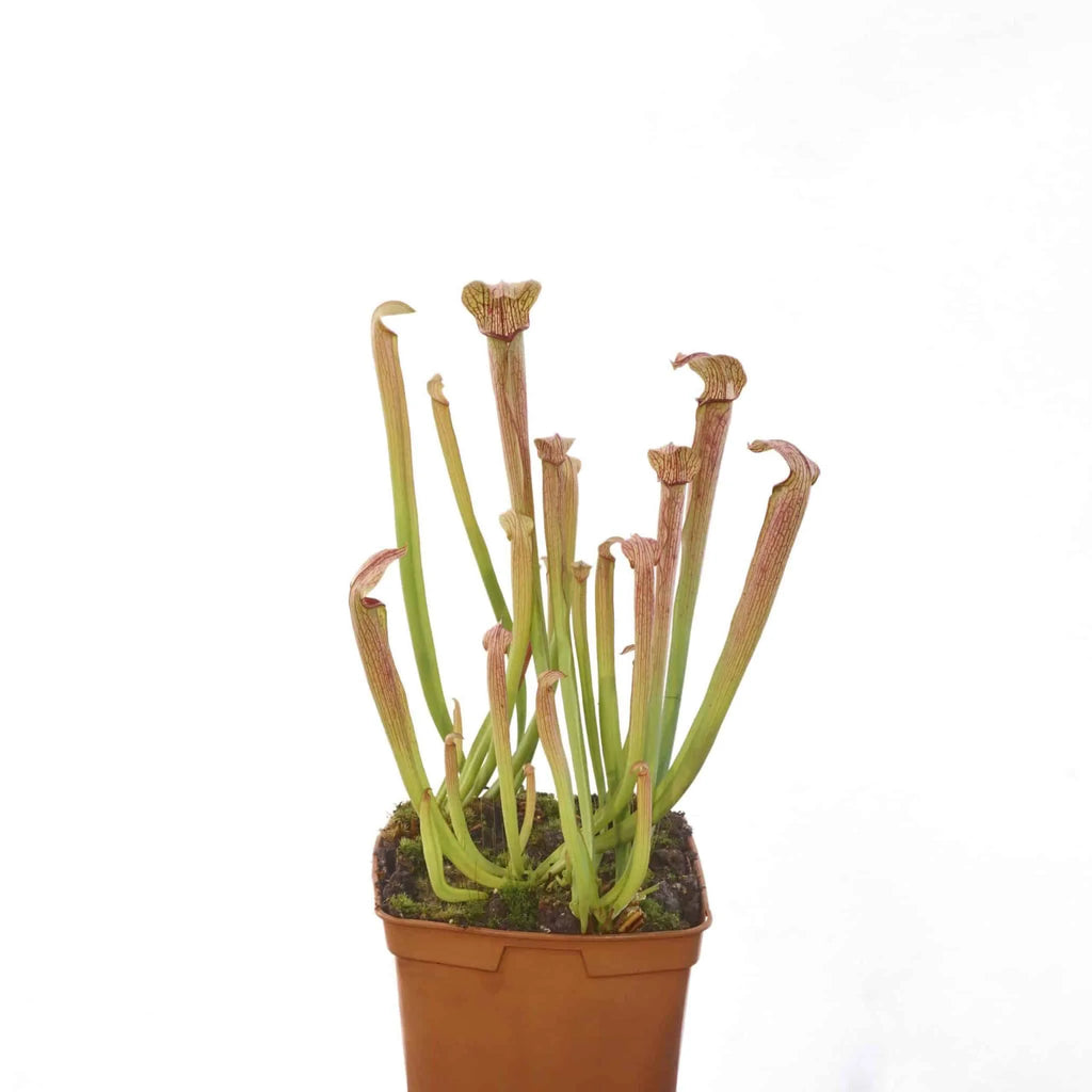 Sarracenia rubra ssp. rubra „Long Lidded Form“, MK RR 4 大森食虫植物農園