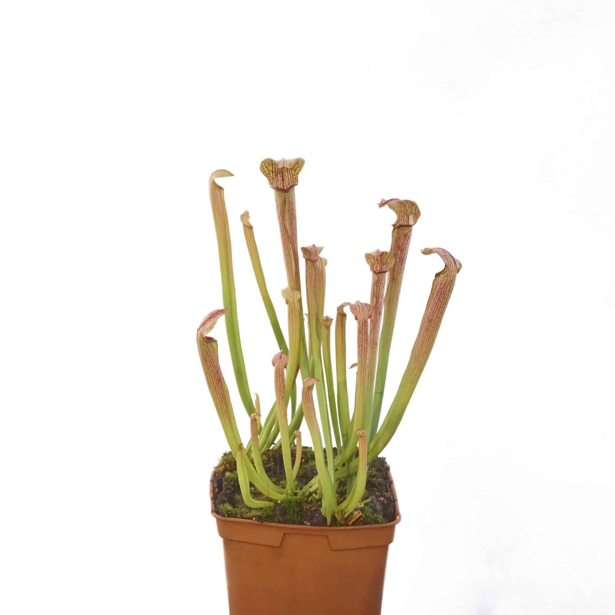 Sarracenia rubra ssp. rubra „Long Lidded Form“, MK RR 4 大森食虫植物農園