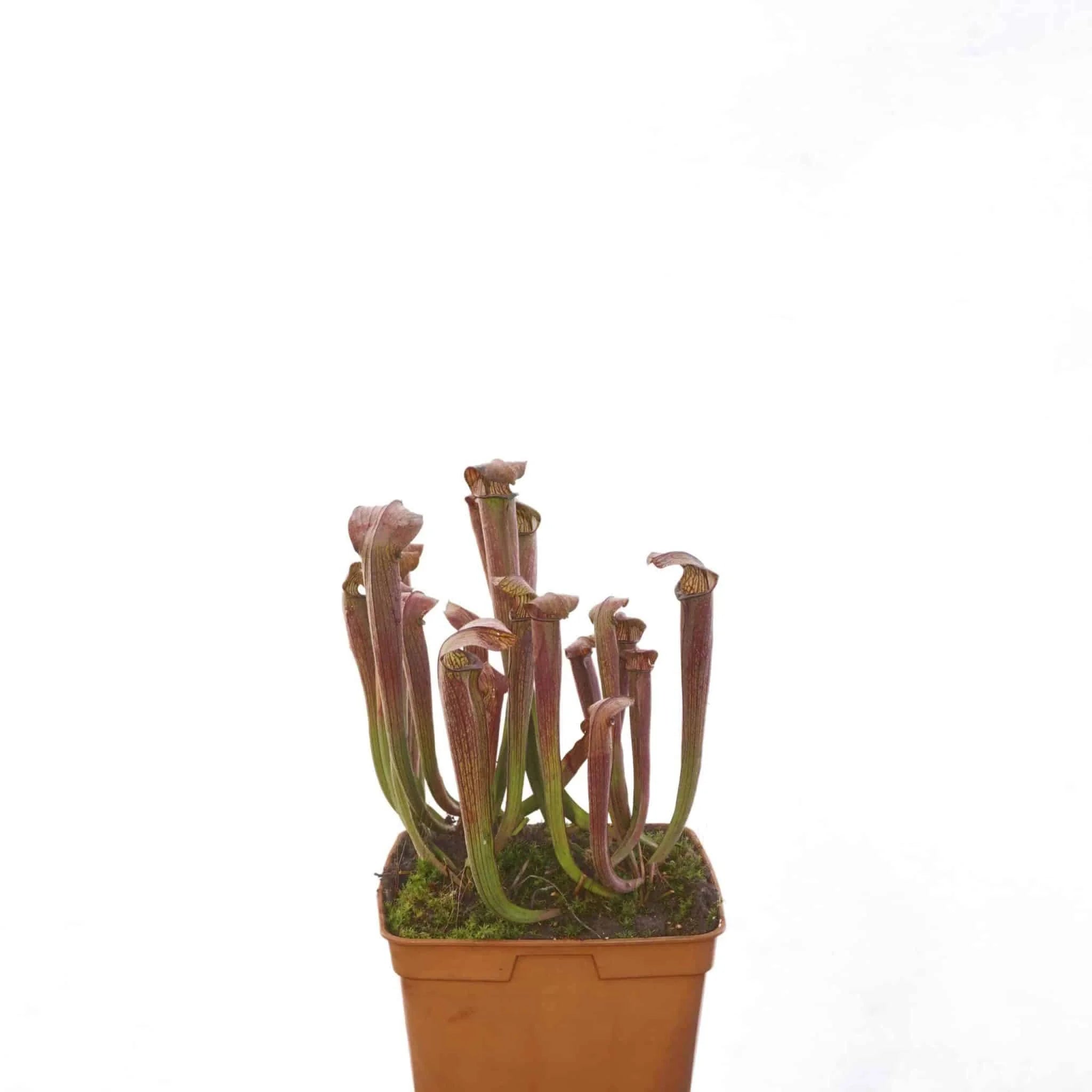 Sarracenia rubra ssp. rubra, nr. Sneads Ferry, Onslow Co, NCﾠ 大森食虫植物農園