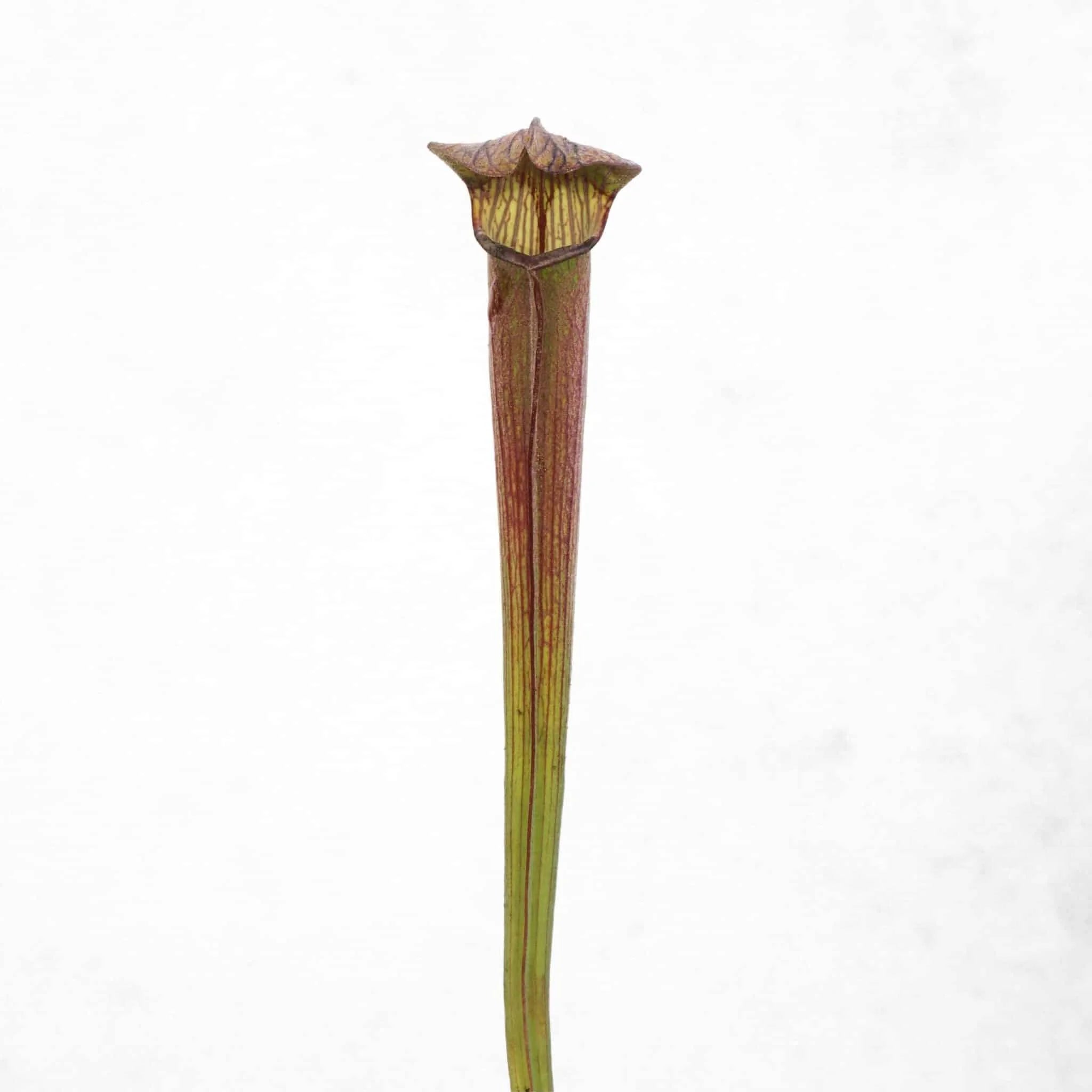 Sarracenia rubra ssp. rubra, nr. Sneads Ferry, Onslow Co, NCﾠ 大森食虫植物農園