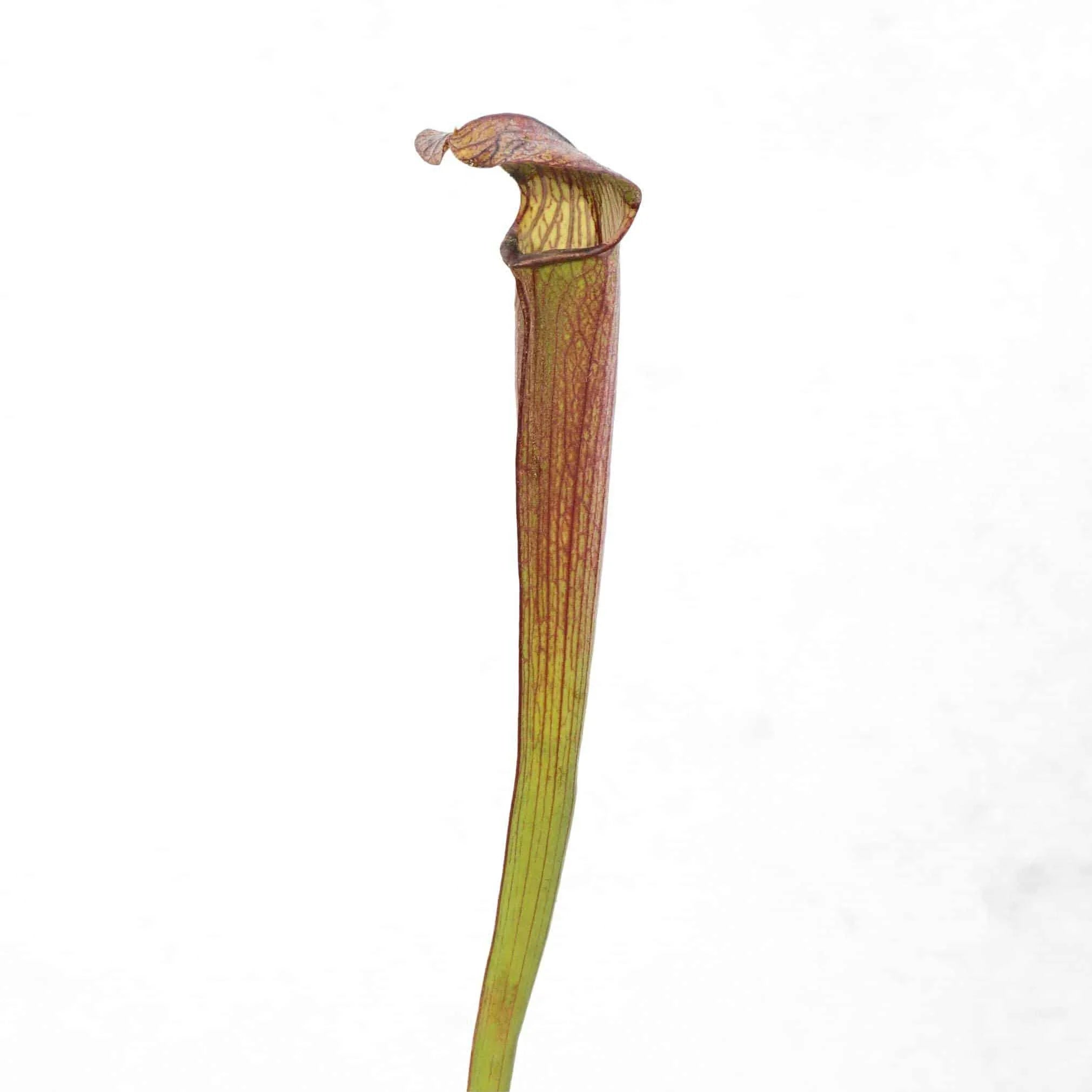 Sarracenia rubra ssp. rubra, nr. Sneads Ferry, Onslow Co, NCﾠ 大森食虫植物農園