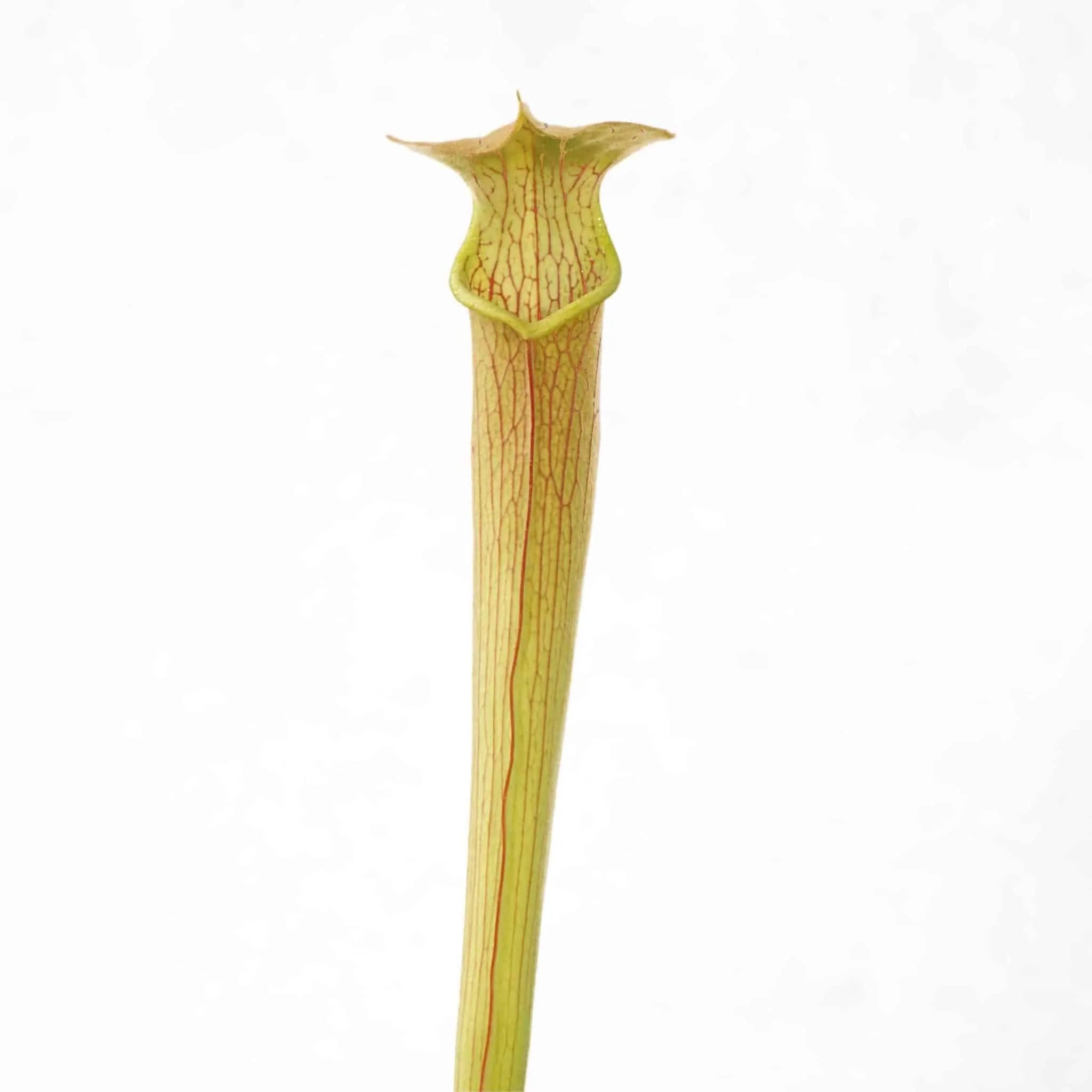 Sarracenia rubra ssp. wherry „Chatom Giant“, MK RW 6 大森食虫植物農園