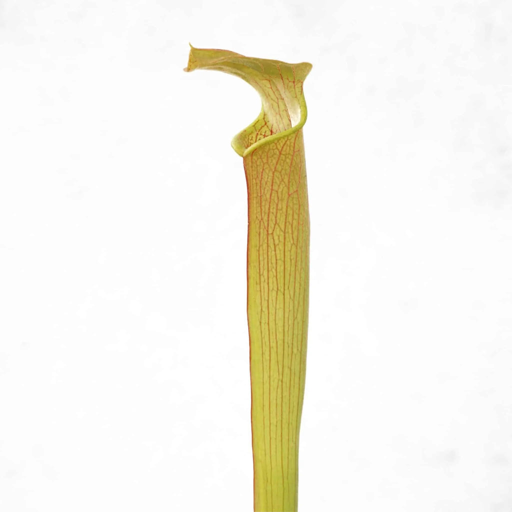 Sarracenia rubra ssp. wherry „Chatom Giant“, MK RW 6 大森食虫植物農園