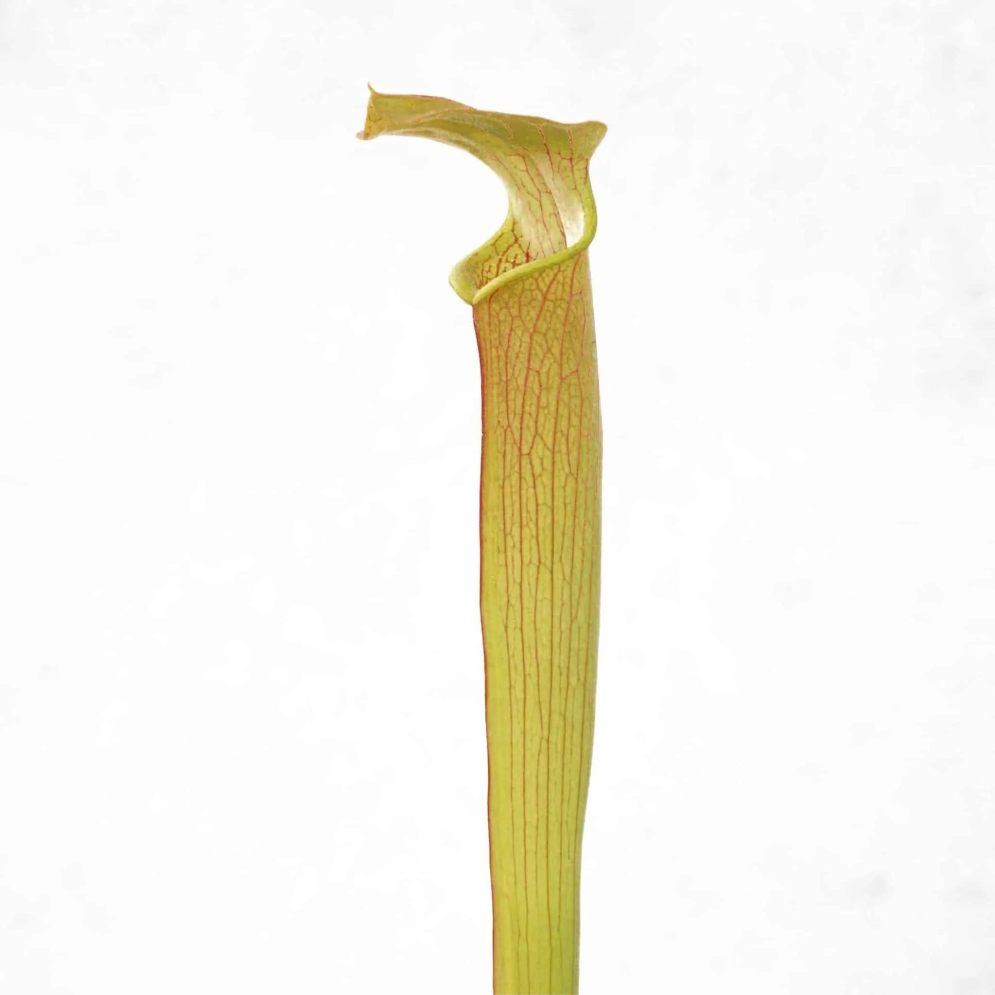 Sarracenia rubra ssp. wherry „Chatom Giant“, MK RW 6 大森食虫植物農園