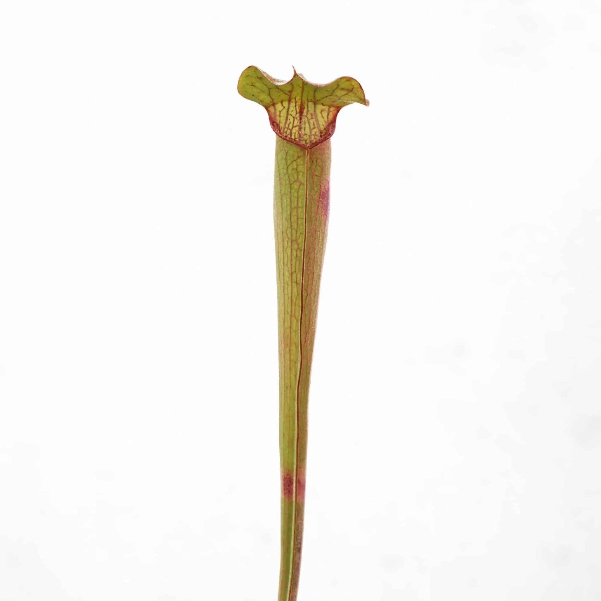 Sarracenia rubra ssp. wherry „Orange Flower“ 大森食虫植物農園