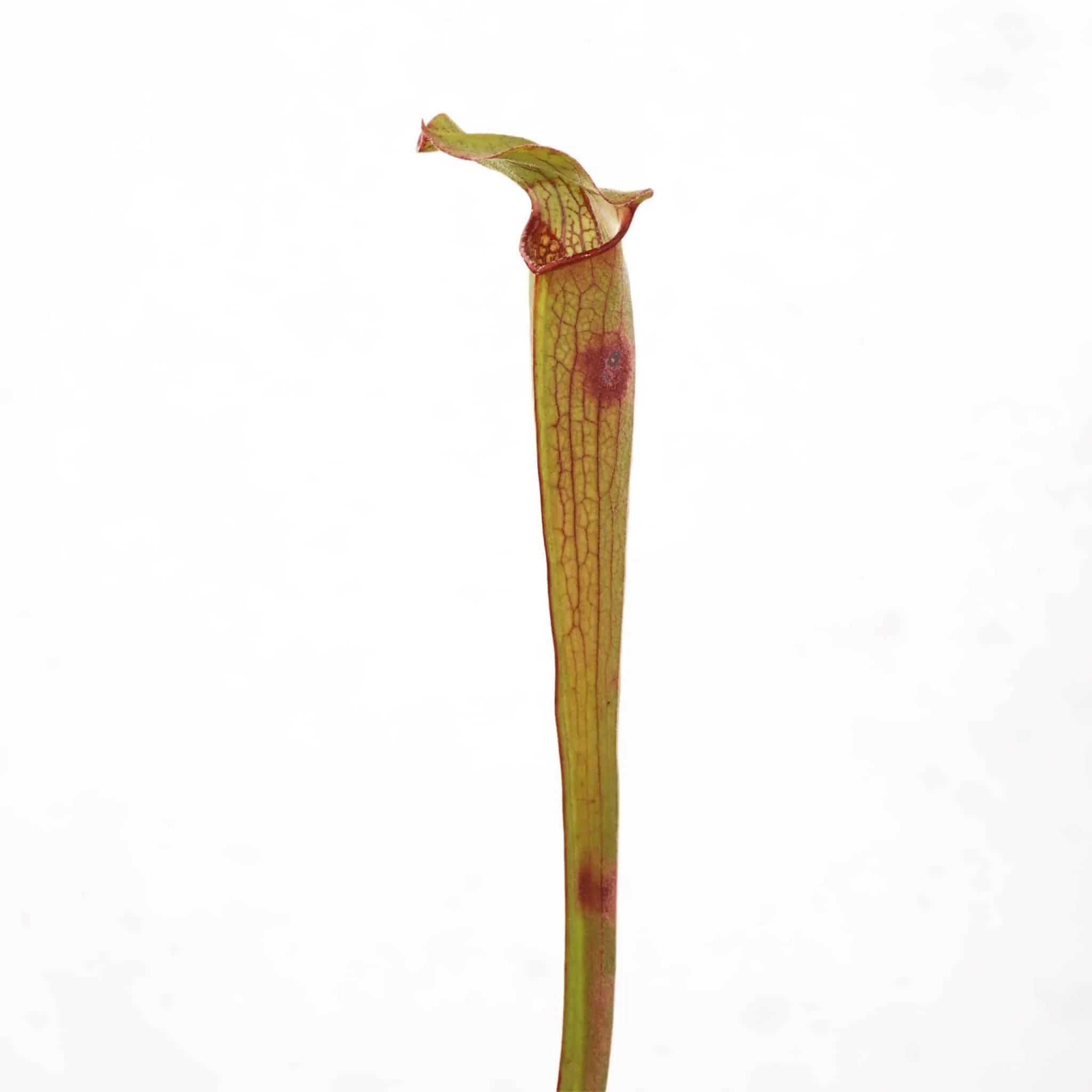 Sarracenia rubra ssp. wherry „Orange Flower“ 大森食虫植物農園