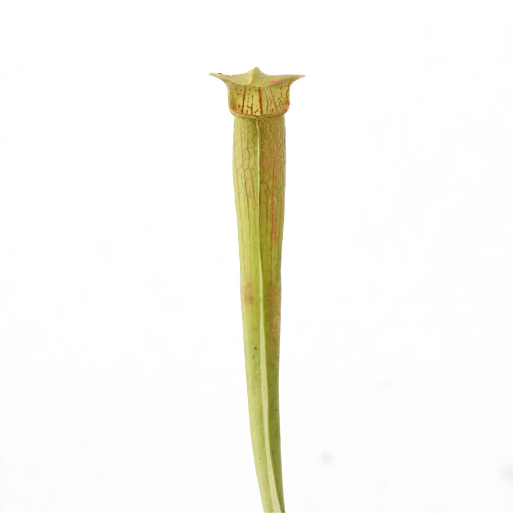 Sarracenia rubra ssp. wherry „Yellow Flower“ 大森食虫植物農園